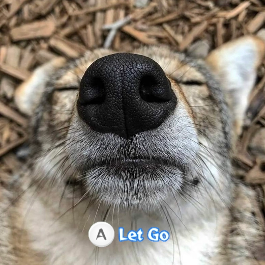 a pensive looking yote and the a button prompt from zelda wind waker is below it saying "let go"