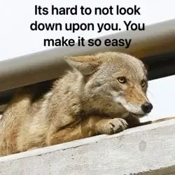 a picture of a coyote sitting high on a ledge. it is captioned "its hard to not look down upon you. You make it so easy."
