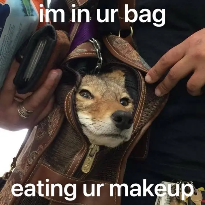 a picture of a coyote in a bag. the image is captioned im in ur bag eating ur makeup