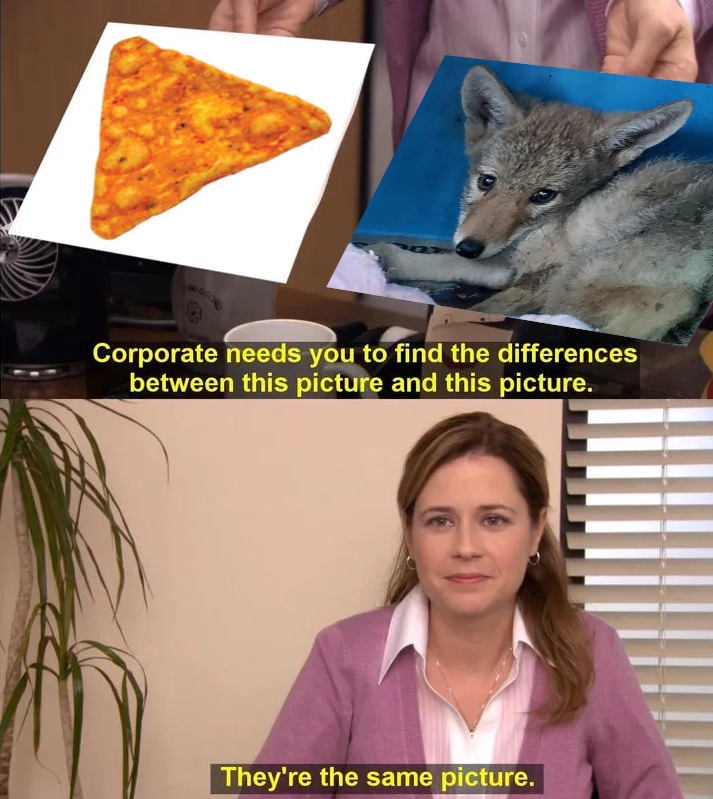 the "corporate needs you to find the difference betwen this picture and this picture" meme but on the left is a dorito chip and the right is a baby coyote